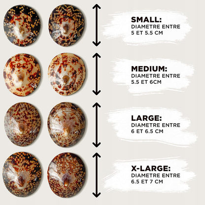 COQUILLAGES DE MAMAN coussinets coquilles avec masse nacrée taille S