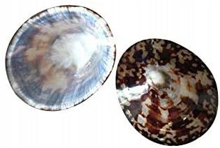 BABY SHELL coques d’allaitement avec nacre